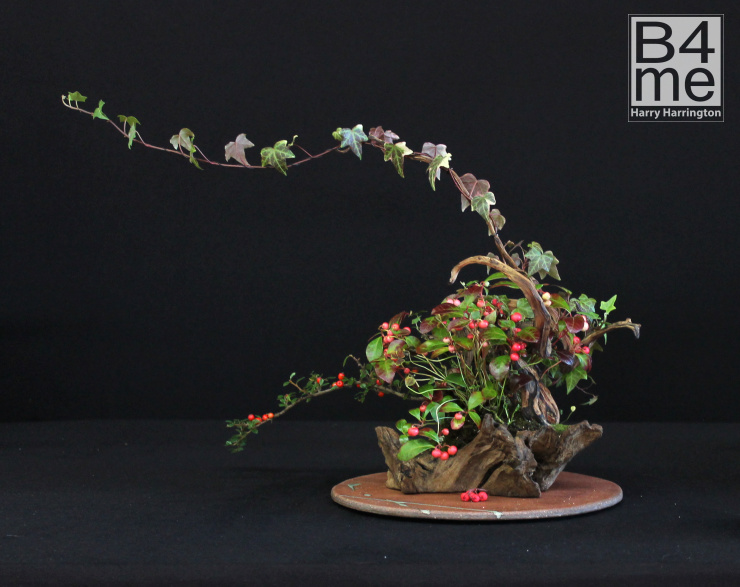bonsai